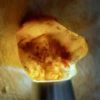 سنگ شجر تک درخت با کیفیت