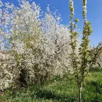 باغ در نعمت اله صوفیان بعد از خط راه اهن|فروش خانه و ویلا|صوفیان, |دیوار