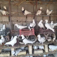 کبوتر طوقی|پرنده|هندیجان, |دیوار