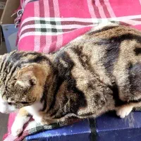 واگذاری گربه DSH یک ساله