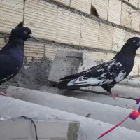 کبوتر|پرنده|اسلامشهر, شهرک انبیا|دیوار