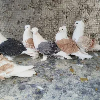 دوکت جکسون|پرنده|اصفهان, ارغوانیه|دیوار