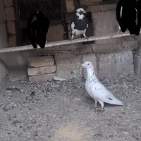 کبوتر|پرنده|فراغی, |دیوار