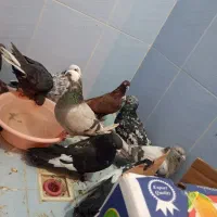 کفتر پرشی بازی کن به شرط|پرنده|شیراز, سهل‌آباد|دیوار