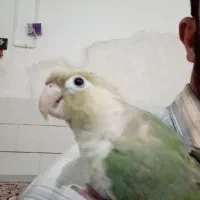 گرینچیک پاین اپل