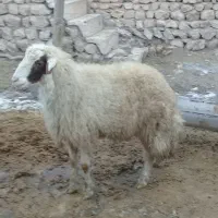 قوچ شک ورن سنجابی