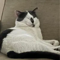 واگذاری گربه زیبا و تپل|گربه|رشت, انصاری|دیوار