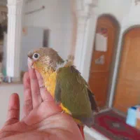 جوجه گرینچیک سرلاکی