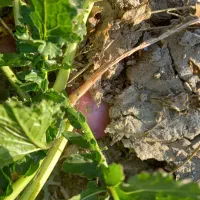 شلغم|خوردنی و آشامیدنی|گلبهار, نوبهار|دیوار