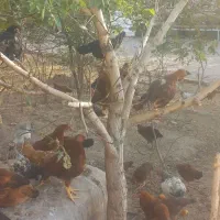فروش ۹۰۰ عدد مرغ وخروس گلپایگان به صورت کلی وجزئ|حیوانات مزرعه|تهران, تهرانسر شرقی|دیوار
