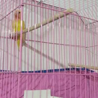 کوتوله نرصحیح سالم|پرنده|بندرعباس, |دیوار