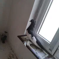 یک عدد کبوتر نر