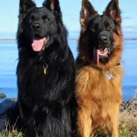 سگ ژرمن شولاین نر