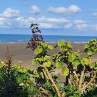 ویلا-سوییت-پلاک-اول-دریا-مالکم