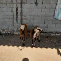 پای قوچی جنس|حیوانات مزرعه|گمیشان, |دیوار