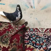 کبوتر پلاکی