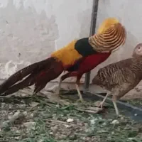 جفت مرغ و خروس بلژیکی  امریکایی بالغ