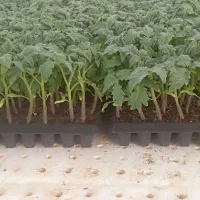 نشا 8320دستی|خدمات باغبانی و درختکاری|کاکی, |دیوار