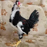 جوجه گلین لری