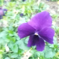 گل بنفشه و گل مینا