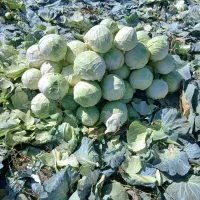 کلم سفید|گل و گیاه طبیعی|شیراز, سرو|دیوار