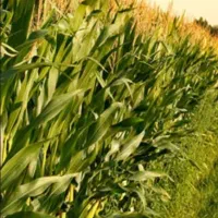 ۱۴۰۰۰متر زمین مناسب گلخانه