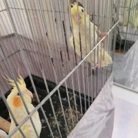 جوجه عروس هلندی