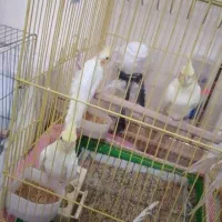 عروس هلندی|پرنده|هامون, |دیوار