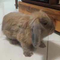 خرگوش لوپ شش ماهه|موش و خرگوش|گرگان, |دیوار