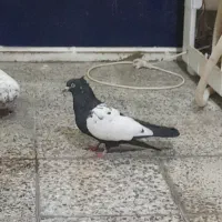 کفتر سرته سیاه