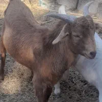 گوسفند فروشی