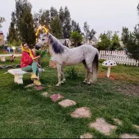 پونی دو رگ فلابلا کاسپین|اسب و تجهیزات اسب‌سواری|گنبد کاووس, |دیوار