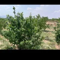 باغچه