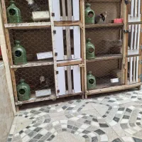 جفتکن کبوتر