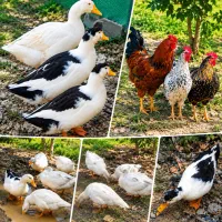 اردک محلی  اردک اسرائیلی خروس غاز