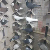 پرنده زینتی|پرنده|پاکدشت, پاکدشت (مامازند)|دیوار