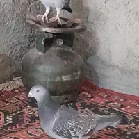 کبوتر مگس|پرنده|هامون, |دیوار