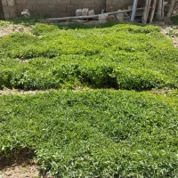 شیتیل گوجه فرنگی ردستون