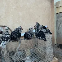 تخم مرغ گلین|حیوانات مزرعه|اصفهان, شاهزاده ابراهیم|دیوار