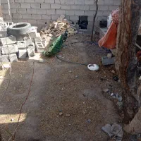 طاووس