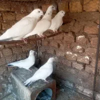 کفتر خوب و خوش ذات|پرنده|یزد, |دیوار