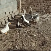قوغاز