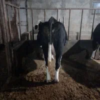 تلیسه آبستن مونت بیلیارد بیست روز تا زایمان