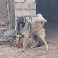 توله سرابی