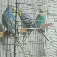 مرغ عشق رنگین کمانی رینبو رنگ خاص