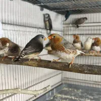 فنچ اورنج وجغدی