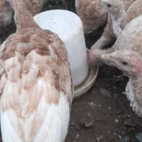 بوقلمون سه ماهه