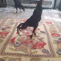 خروس اوشامو گردن لرزا ویک تیغ سفید