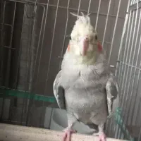 عروس هلندی جوان