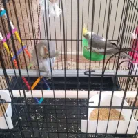 عروس هلندی دستی